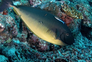 Maldives 2021 - Nason gris - Sleek unicornfish - Naso hexacanthus - DSC00182_rc